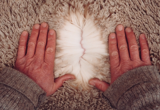 Hands Parting Fleece NZ Merino Lake Hawea Station